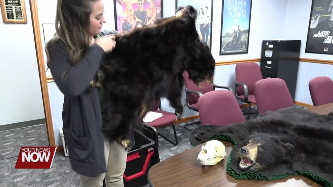 Black bear found dead in Allen County believed to have been hit by car